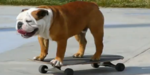 Skateboarding Dog